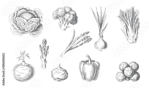 Botanical vegetable engraving artwork in classic ink style.
