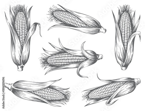 Botanical corn engraving artwork in detailed ink style.  Vintage agricultural illustration of corn in hand drawn style.