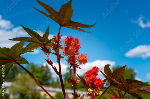 Blossoms and red fruits of a castor oil plant (Ricinus communis) in the sunshine.