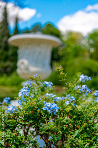 Blossoms of blue plumbago (Plumbago capensis) in front of a historic vase.