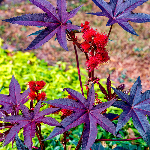 Blossoms and red fruits of a castor oil plant (Ricinus communis) in the sunshine.