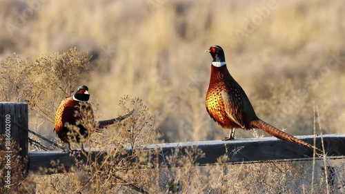 Two male ring-necked pheasants (Phasianus colchicus) perched on a wooden fence in frosty morning light in Lassen County, California.