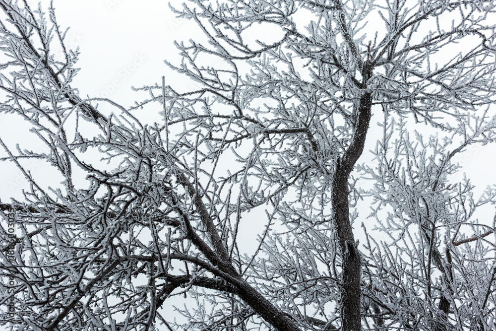 Fototapeta premium Tree in frost
