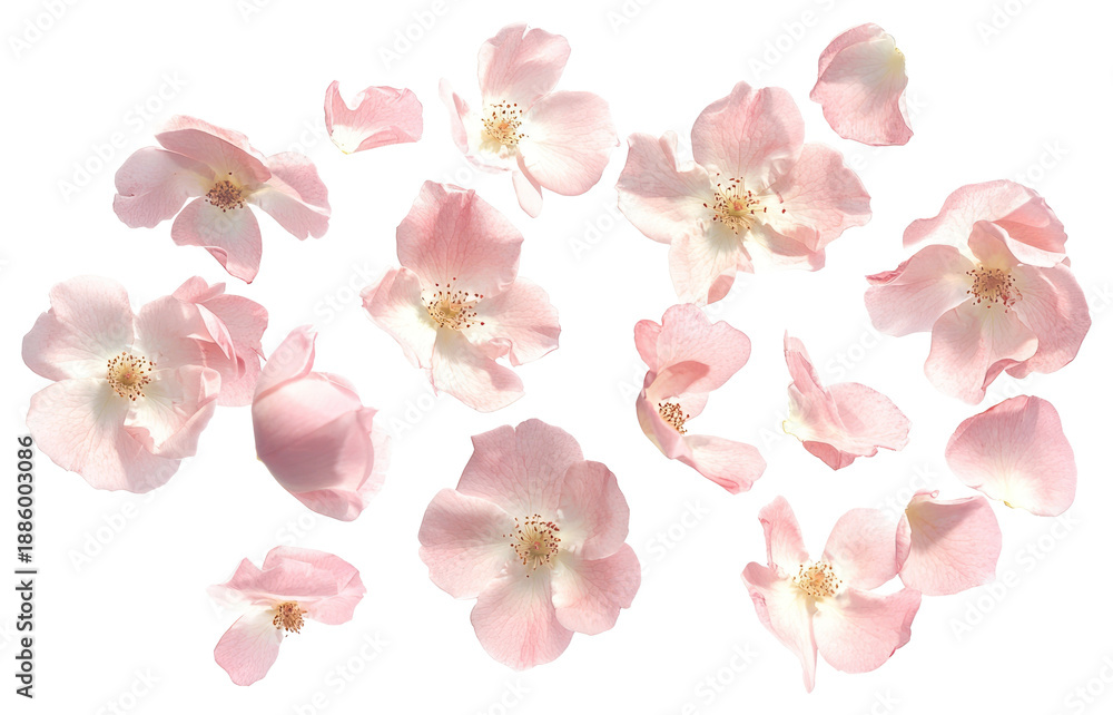 Obraz premium PNG Pink roses floating petals delicate flowers.