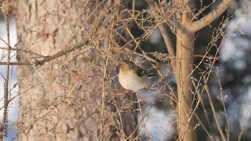 Small Brown Bird Perched On Twig Amid Frosty Seedheads And Golden Sunlight, Intimate Macro Portrait Showing