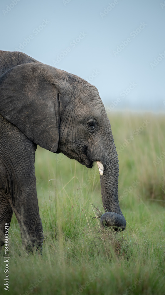 Fototapeta premium elephant portrait eating grass