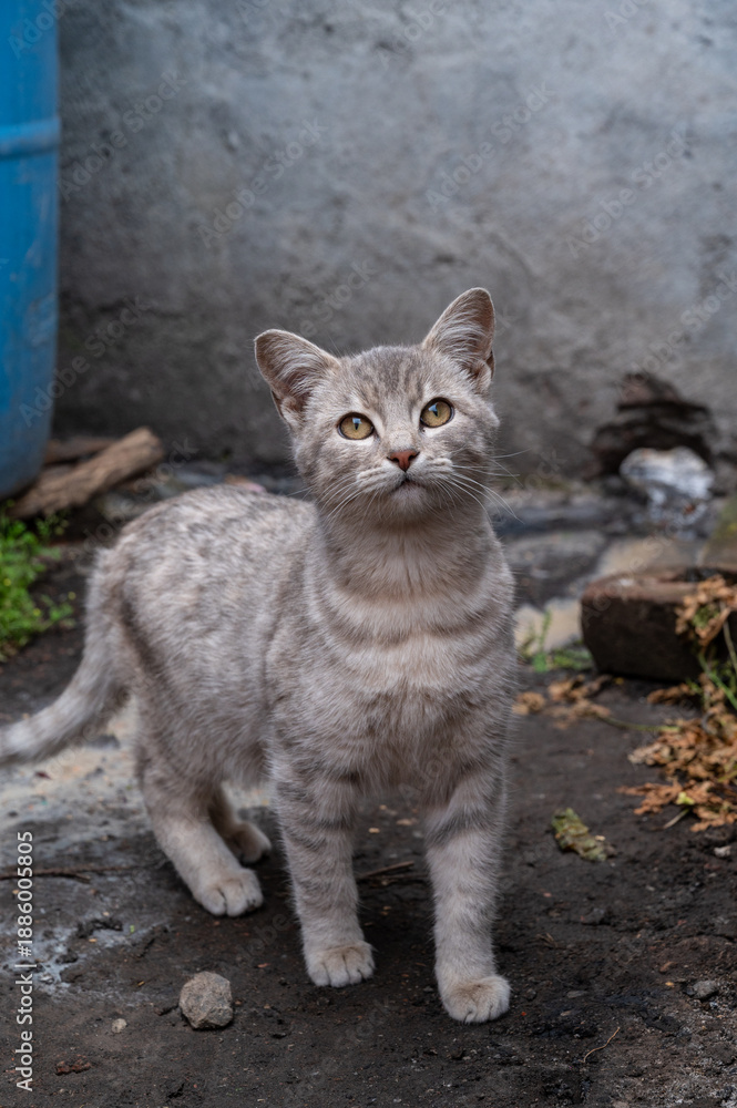 Obraz premium cat on the yard