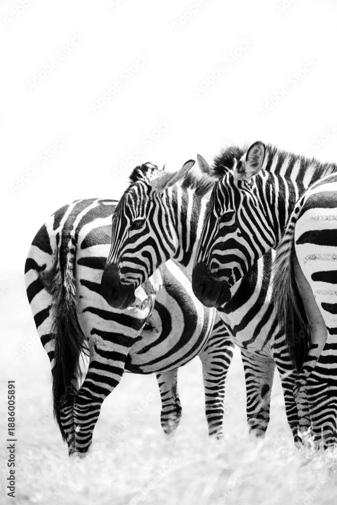 Obraz premium black and white portrait photo of zebras in symmetry
