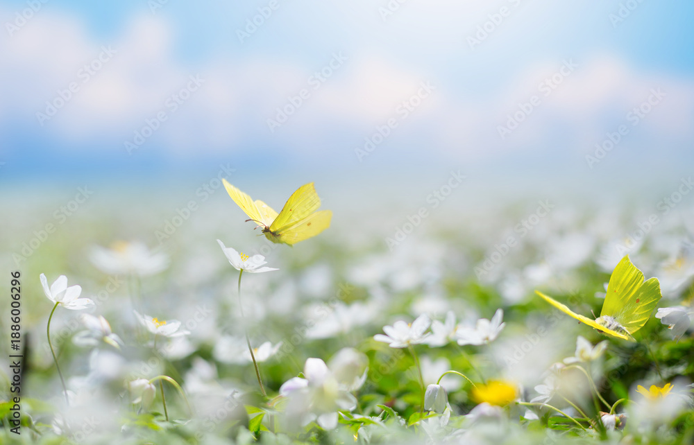 Obraz premium Real flower bloom and butterflies in spring meadow