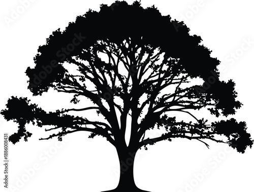 Silhouette of a large mature oak tree with dense foliage a classic symbol of nature and growth isolated on a white background for design