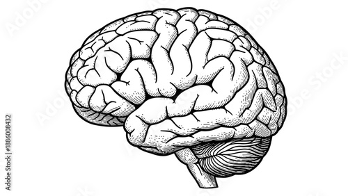 Detailed anatomical illustration of the human brain showcasing its intricate structure and complexity.
