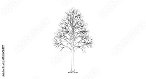 Detailed Black and White Illustration of a Bare Tree.