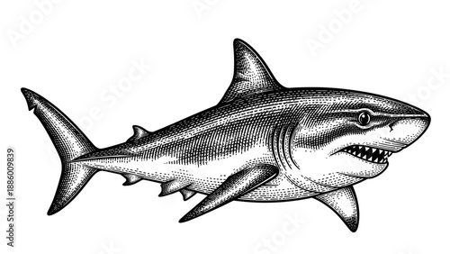 Detailed Engraving of a Fierce Great White Shark.