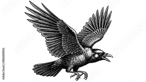 Detailed Engraving of a Raven in Flight.