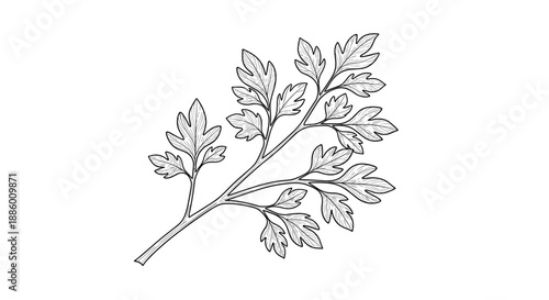 Detailed Hand Drawn Illustration of a Parsley Sprig.