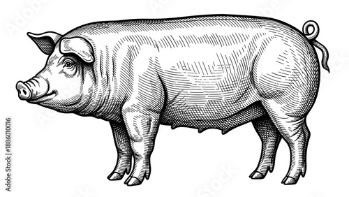 Detailed illustration of a large healthy pig in a side profile showcasing its features.