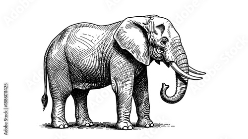 Detailed illustration of an African elephant standing proudly on a white background.