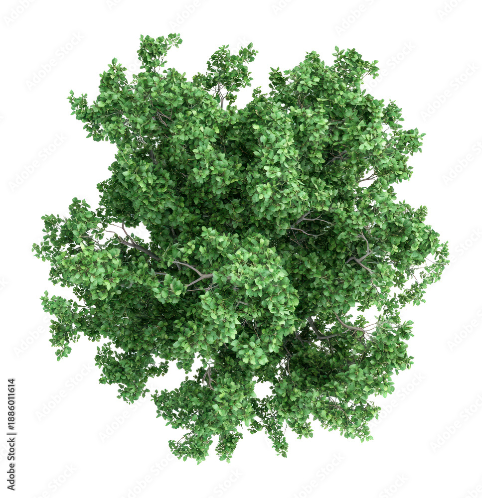 Obraz premium PNG Real sycamore tree green view vegetation.