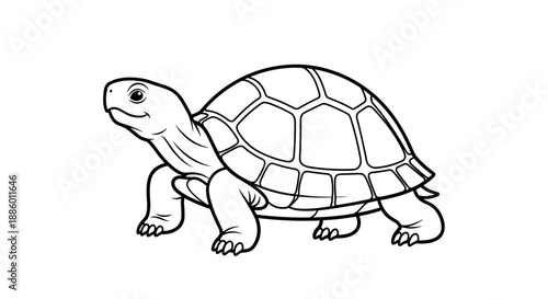 Detailed Outline Drawing of a Tortoise Walking Forward.
