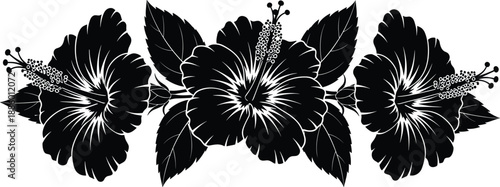 Black and white vector illustration of hibiscus flowers with leaves, tropical floral border for summer design, woodcut engraving style element.