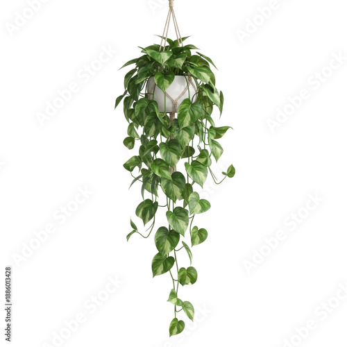 Pothos hanging plant with tendrils