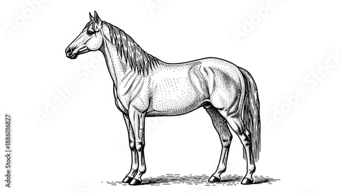Elegant horse illustration showcasing detailed anatomy and graceful posture in monochrome style.