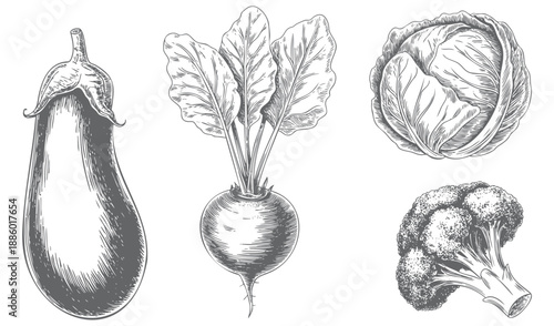 Vintage garden collection in hand drawn line style. Organic vegetable sketch elements set drawn style.