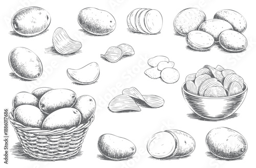 Vintage potato sketch collection in engraving. Antique potato sketch collection.