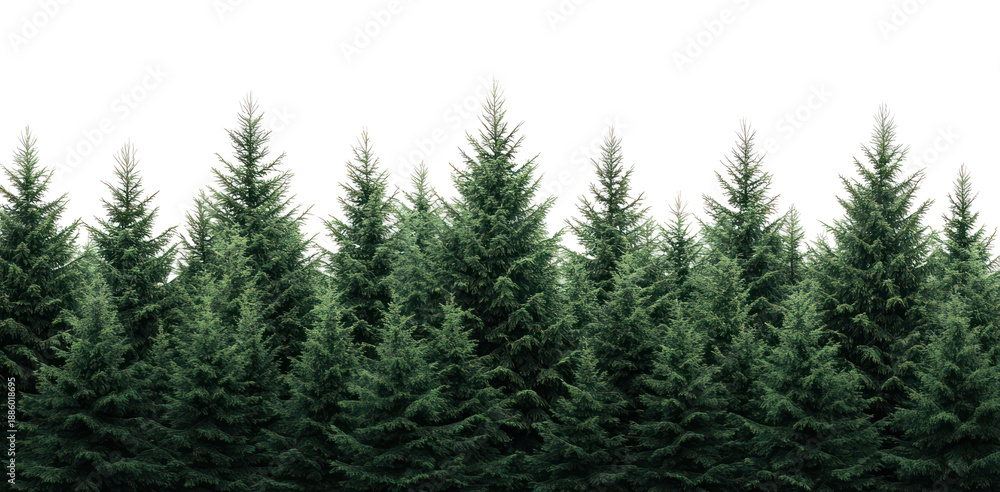 Obraz premium PNG Forest pine background nature.