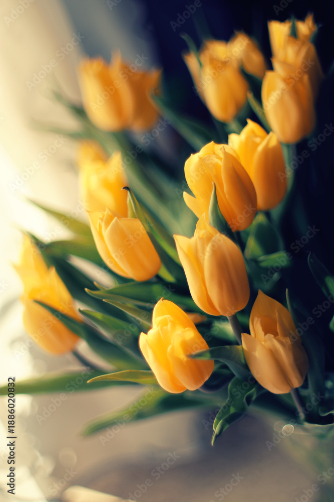Obraz premium Yellow blooming tulip flowers in spring garden, floral wallpaper or background, design pattern