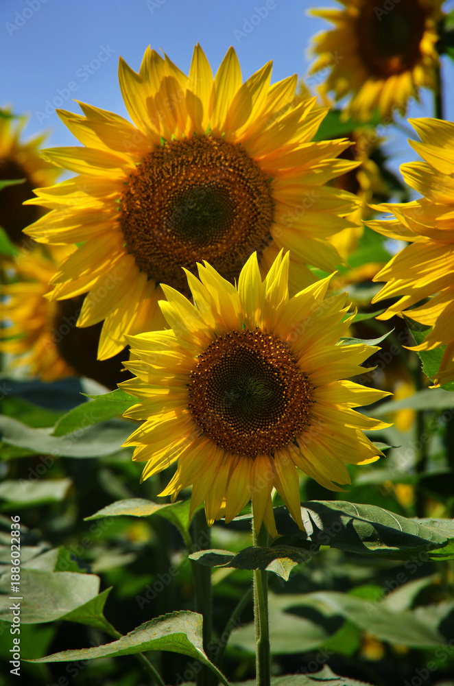 Obraz premium Sunflower heads with yellow petals illuminated close-up