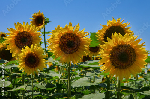 Sunflower heads with yellow petals drying against a blue sky background