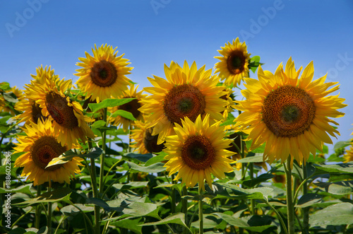 Sunflower heads with yellow petals illuminated by the sun