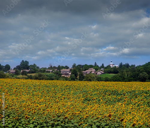 sunflower field with yellow flowers, village on the horizon and blue sky with...