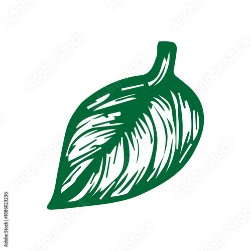 Fresh green basil herb leaf hand drawn sketch illustration