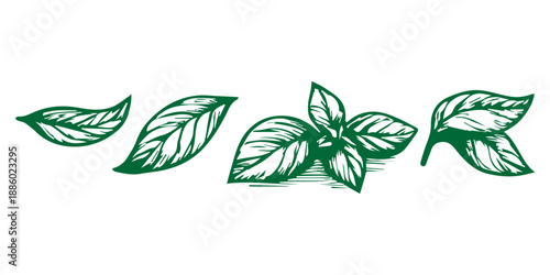 Fresh green basil herb leaves flat illustration