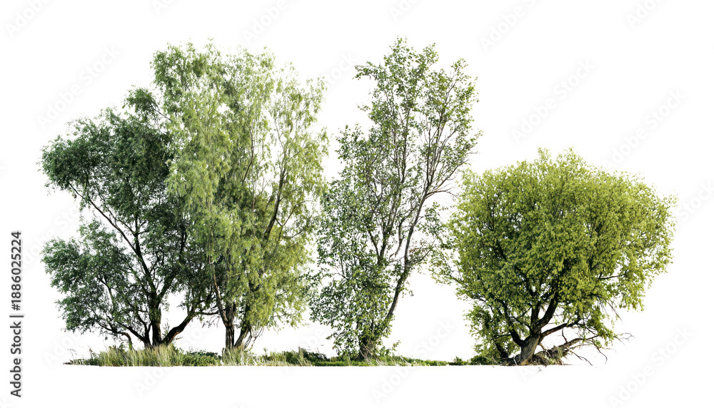 Obraz premium PNG Group of different trees outdoors willow nature.