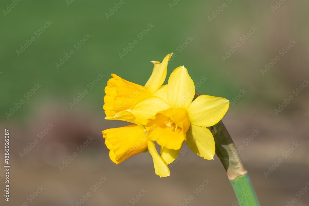 Fototapeta premium Close up of daffodil (narcissus) flowers in bloom