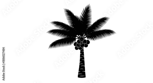 Silhouette of a Coconut Palm Tree with Coconuts 1.