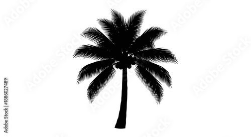 Silhouette of a Coconut Palm Tree with Coconuts.