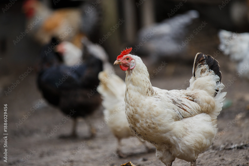 Fototapeta premium White domestic hen standing on a farm