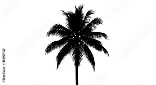 Silhouette of a Tropical Palm Tree Against a White Background 1.