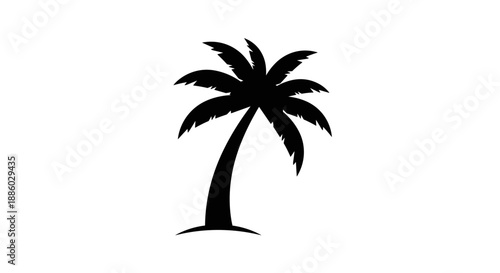 Silhouette of a Tropical Palm Tree on a White Background.