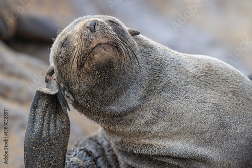 Tableau sur toile Sandy young Cape fur seal (Arctocephalus pusillus) scratching its right ear with a flipper on the beach at Cape Cross, Namibia