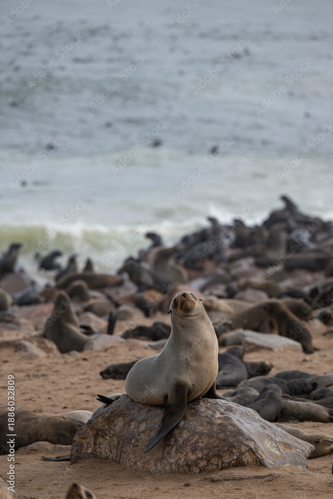 Naklejka premium Portrait of a Cape fur seal (Arctocephalus pusillus) posing on an ochre rock with the colony and beach in the background at Cape Cross, Namibia.