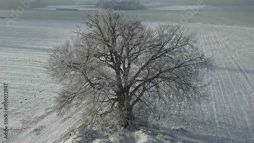 Snow-covered tree stands prominently on a hilltop in a winter landscape, surrounded by frosty fields and a misty atmosphere, showcasing the beauty of nature's tranquility