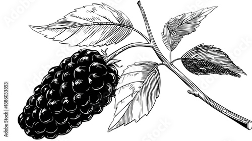 Black and white illustration of a ripe berry cluster with leaves and stem