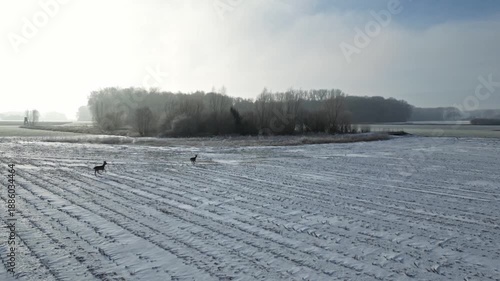 Roe deer running across a snowy field with wind turbine in the background, showcasing the beauty of nature in winter