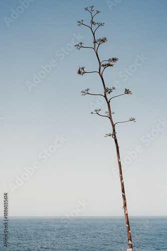 Flora