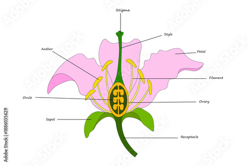Anatomy of a Flower Biological Diagram: Stigma, Style, Petal, Filament, Ovary, Ovule, Sepal, Receptacle for Botany Science Education